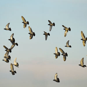 Traditional Pigeon Flying Session
